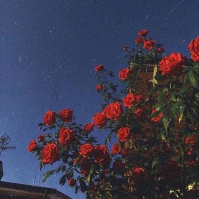 双赢彩票手机app下载